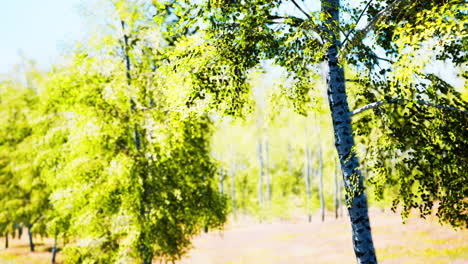 birch-forest-in-sun-rays-in-the-mornings